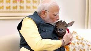 Deepjyoti : प्रधानमंत्री आवास में बछिया का जन्म, दीपज्योति नाम रखा