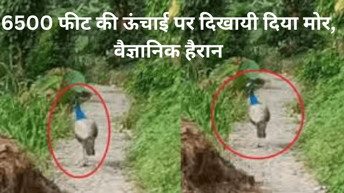 Peacock: 6500 फीट की ऊंचाई पर दिखायी दिया मोर, वैज्ञानिक हैरान