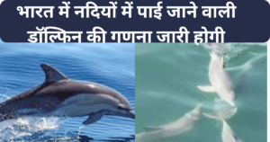 Dolphin: भारत में नदियों में पाई जाने वाली डॉल्फिन की गणना जारी होगी