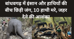Bandhavgarh Elephent : बांधवगढ़ में इंसान और हाथियों की बीच छिड़ी जंग, 10 हाथी मरे, जहर देने की आशंका