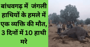 Ten elephants have died बांधवगढ़ में हाथियों के हमले में एक व्यक्ति की मौत ,3 दिनों में 10 हाथी मरे