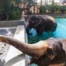 Vantara : Delhi zoo goes to Ambani दिल्ली चिड़ियाघर भी अम्बानी की झोली में